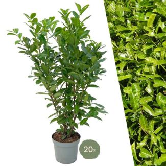 20 pieces of Laurier Cherry Rotundifolia = 10 meters of Hedge