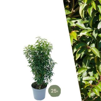 25 Pieces of Portuguese Laurel = 10 meters of Hedge