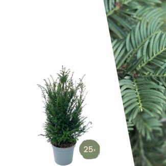 25 Pieces of Yew = 10 meters of Hedge