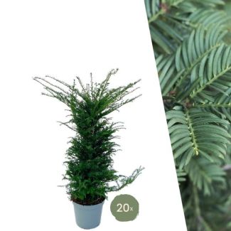 20 Pieces of Yew = 10 meters of Hedge