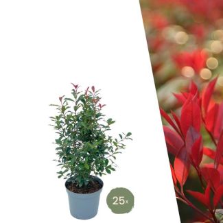 20 Pieces of Photinia = 10 meters of Hedge