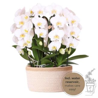 3 Butterfly Orchids + Succulent in Cotton Basket incl. Water Reservoir
