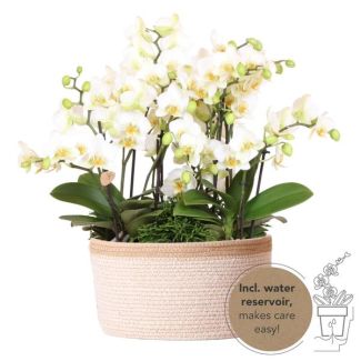 3 pieces Butterfly Orchids Lausanne + Succulents in Basket incl. water reservoir