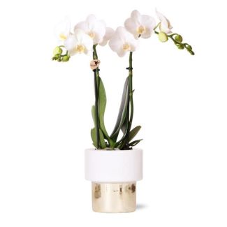 Butterfly Orchid Amabilis in Lush Decorative Pot