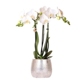 Butterfly Orchid Amabilis, Color White, Elite Pot Silver, Flowering Houseplant, Phalaenopsis Orchids, Pot Size 09cm