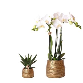 Butterfly Orchid Amabilis + Succulent in Golden Pot