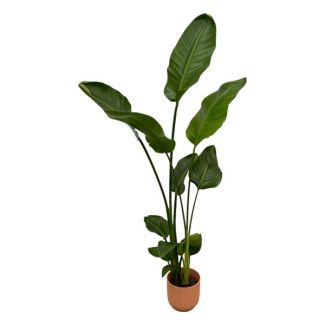 Strelitzia Nicolai including elho Vibes Fold Round pink - 100 cm - Ø18