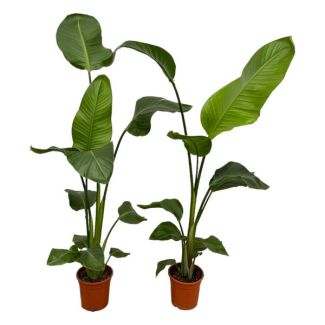 2x Strelitzia nicolai - 100 cm - Ø17 cm