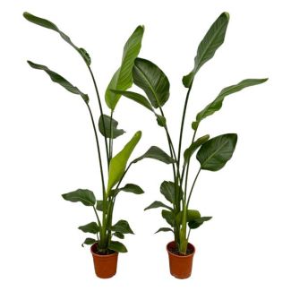2 Strelitzia Nicolai plants - 2 houseplants - 130 cm - Ø17