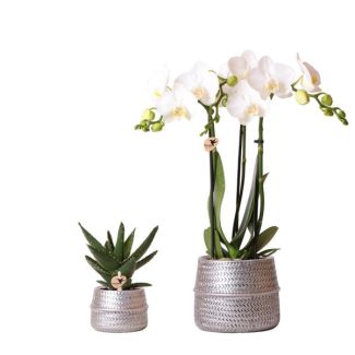 Butterfly Orchid Amabilis + Succulent in Silver Pot