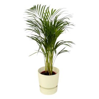 Areca Palm for Indoor Use Including White Elho Greenville Pot, Height 70cm - Diameter 19cm