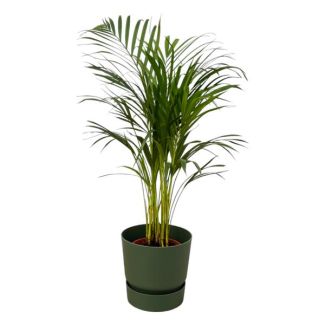 Butterfly Palm in Green Pot, ↨85cm - Ø19cm