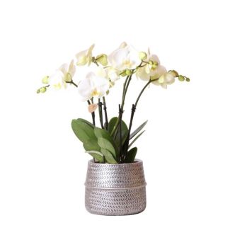 Butterfly Orchid Ghent in Groove Silver Decorative Pot