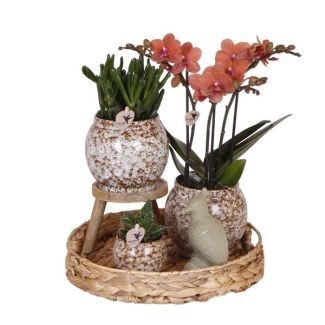 Gift Idea! Houseplant Set, A Red Phalaenopsis Orchid + Succulents including Ceramic Decorative Pots