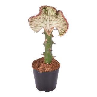Red and very striking houseplant Euphorbia lactea Cristata, 35 cm tall coral cactus, ø12