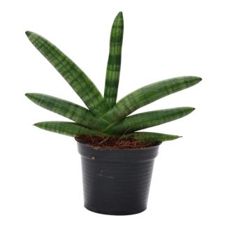 Snake plant