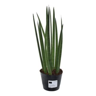 Snake plant for indoors (Sansevieria cylindrica 'Bacularis' / Mikado), 38 cm height, ø10.5