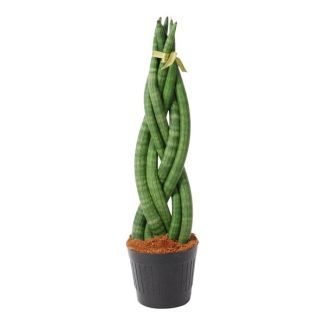 Evergreen houseplant with a striking twist, Sansevieria cylindrica, 40 cm high, ø 10.5
