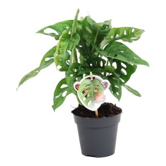 Swiss Cheese Plant, Monkey Leaf