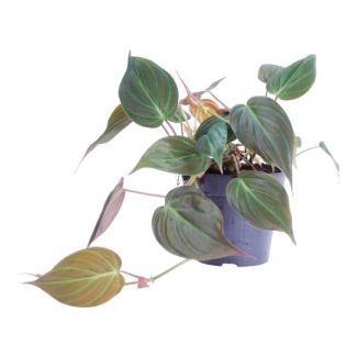Velvet Philodendron