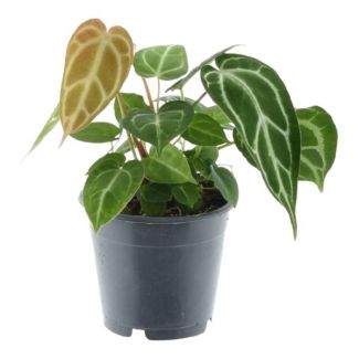 35 cm high Anthurium Chrystallium for indoors, ø12