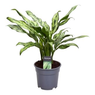 Aglaonema Juliette, low-maintenance houseplant, 40 cm tall, ø12 (27793)