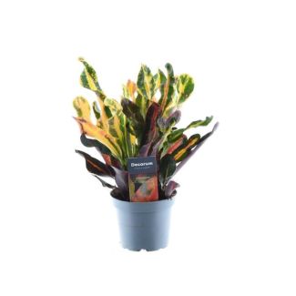 Wonder plant, Croton 'Mammi'