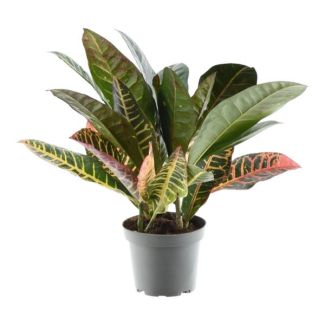 Striking Croton