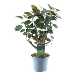 Dark green houseplant Polyscias Fabian, 45 cm tall, ø12