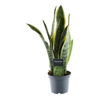 Sansevieria Laurentii, Houseplant with sword-shaped leaves, 45 cm high, ø12