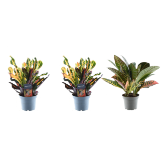 3 Pieces Wonder Plant