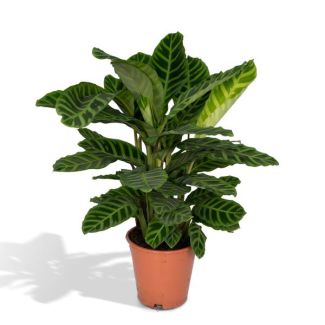 Peacock plant