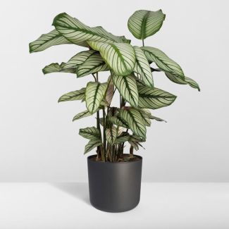 Peacock plant