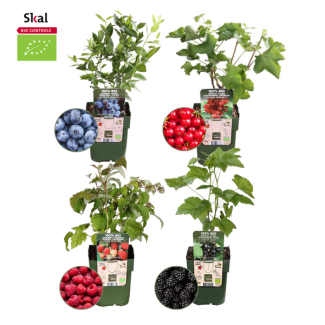 Set of 4 Raspberry - Red Currant - Blueberry - Blackberry