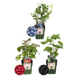 Set of 3 Raspberry - Blueberry - Blackberry