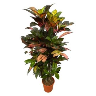 Striking Codiaeum (Croton) Iceton branched, 110 cm high, Ø21cm