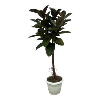 Evergreen indoor plant Indian rubber tree (Ficus Elastica Robusta trunk), 130 cm high, Ø24cm
