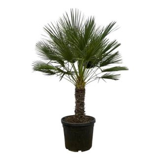 Dwarf palm on trunk