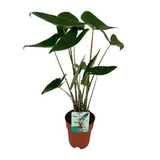 Zebra Plant, Tropical and Exotic Appearance, Alocasia Zebrina - Ø19cm - ↕75cm High