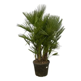 Dwarf palm on trunk