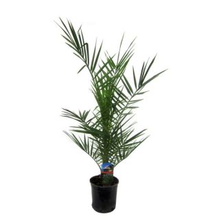 Canary Date Palm