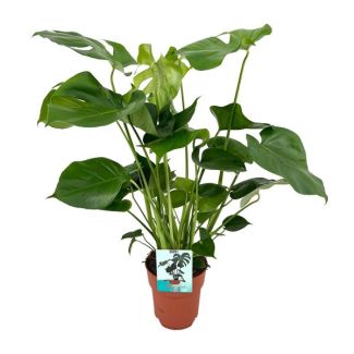 The Swiss Cheese Plant, Green Houseplant, Tropical, Monstera Deliciosa - Swiss Cheese Plant - Ø19cm - 60cm