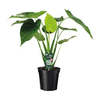 Alocasia Cucullata - Elephant Ear - Ø19cm - ↕55cm