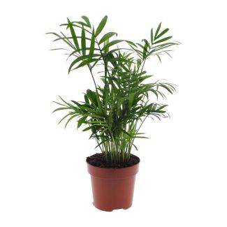 Mexican Dwarf Palm, Houseplant, Parlor Palm, Chamaedorea Elegans - Ø12 - ↨40cm