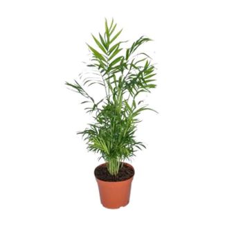 Mexican Dwarf Palm, Houseplant, Palm, Chamaedorea Elegans - Ø17 - ↨55cm