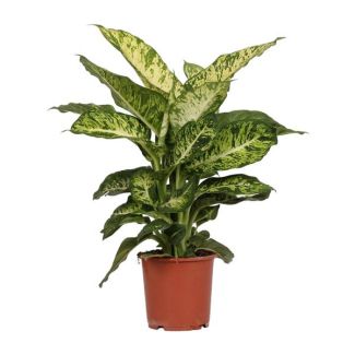 Houseplant, Variegated Leaf (Green, Cream), Dieffenbachia Mars Ø17cm - ↕50cm