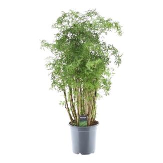 Exotic houseplant Polyscias Hawaiiana Ming with striking Ming-shaped growth, 90 cm tall, Ø24cm