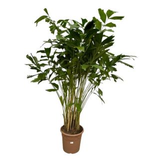 Indoor Plant Soft Fish Tail Palm (Caryota Mitis), approx. 240 cm high, Ø32cm
