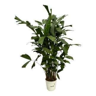 Clustering Fishtail Palm for indoors (Caryota Mitis), 120 cm tall, Ø21cm