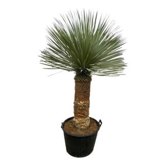 Blue Palm Lily